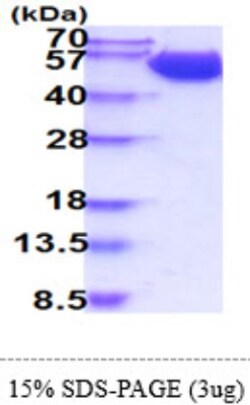 Novus Biologicals&trade;&nbsp;Recombinant Human CD98 Protein